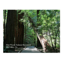 Muir Woods Post Card