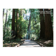 Muir Woods Post Card