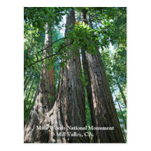 Muir Woods Post Card