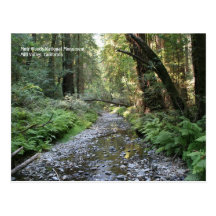 Muir Woods Post Card