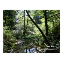 Muir Woods, Postcard