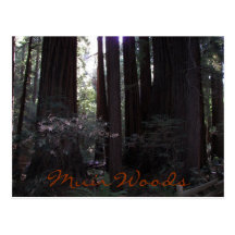 Muir Woods Postcard