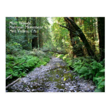 Muir Woods Postcard