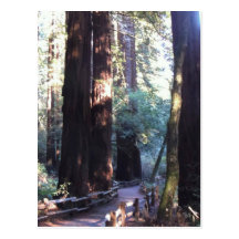 Muir Woods Postcard
