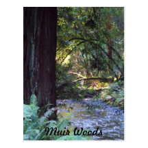 Muir Woods Stream Post Card