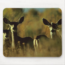 Mule Deer Herd Mouse Pads
