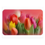multi colour tulips on red background post cards