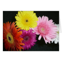 Multi coloured gerbers greeting card