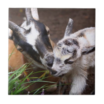 Mum and Baby Goat tiles