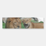 Mum and Dad Lion Bumper Stickers
