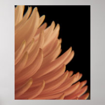 Mum Chrysanthemum Pink Flower Poster