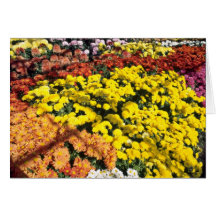 Mum show, Experimental Farm, Ottawa, Ontario, Cana Card