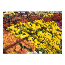 Mum show, Experimental Farm, Ottawa, Ontario, Cana Personalised Announcement