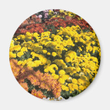 Mum show, Experimental Farm, Ottawa, Ontario, Cana Refrigerator Magnets