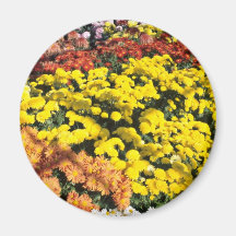 Mum show, Experimental Farm, Ottawa, Ontario, Cana Fridge Magnet