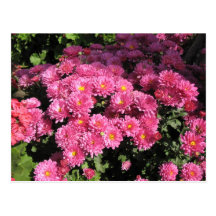 Mums in the Garden Postcard