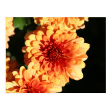Mum's the Word Post Cards
