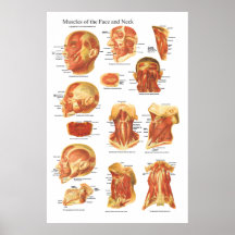 Muscle Anatomy of the Face and Neck Chart Poster