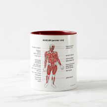 Muscles (anterior view) notes and coffee coffee mugs
