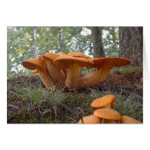 Mushroom13 Greeting Cards
