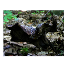 Mushroom 12 ~ postcard