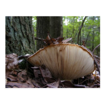 Mushroom 163 ~ postcard