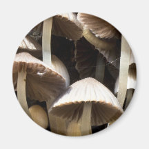 Mushroom Colony Refrigerator Magnets