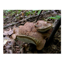 Mushroom Double Decker  ~ postcard