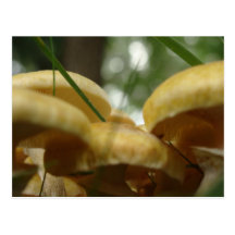 Mushroom Forest Post Cards