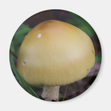 Mushroom Fridge Magnet