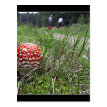 Mushroom In The Grass Postcard