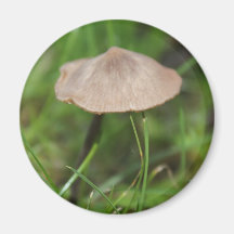 Mushroom Magnet