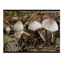 Mushroom Melange ~ postcard