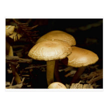 Mushroom Morning Postcards