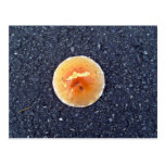 Mushroom on asphalt road texture post card