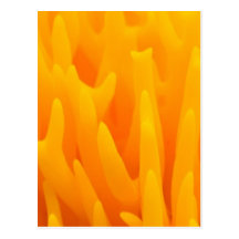Mushroom Orange Post Cards