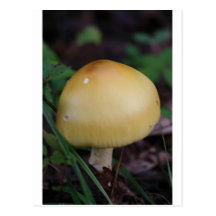 Mushroom Post Cards