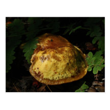 mushroom postcard