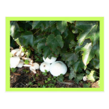 Mushroom postcard