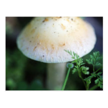 Mushroom Postcard