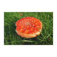 Mushroom Stretched Canvas Print