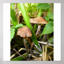 Mushrooms in grass posters