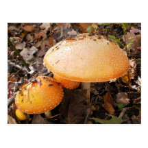 Mushrooms Post Cards