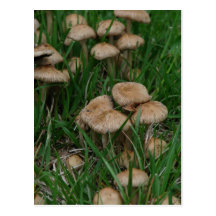 Mushrooms Postcard