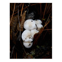 Mushrooms Postcards