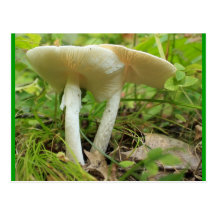 Mushrooms Postcards