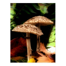 mushrooms postcards