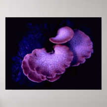 Mushrooms Posters