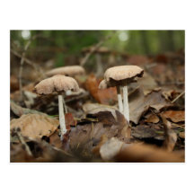 Mushrooms Wens Kaart
