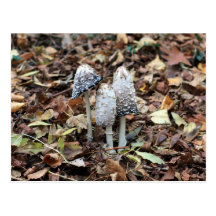 Mushrooms Wens Kaart
